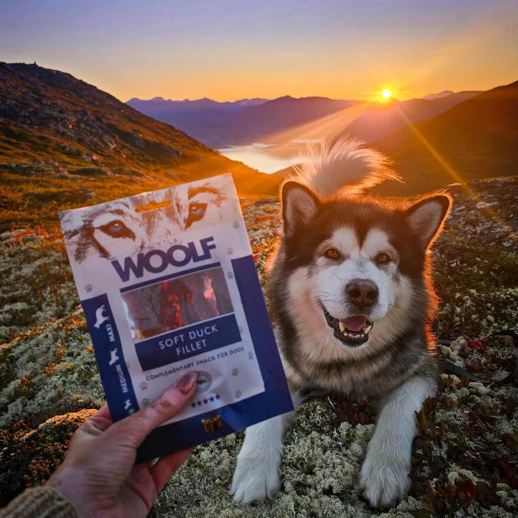 WOOLF Soft Duck Fillet Dog Treats - Complementary Snacks for Dogs. All-Natural Ingredients, High Meat Content, Nutritional, Free from Artificial Additives. Suitable for Dogs (100g)